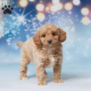 Sammie, Mini Goldendoodle Puppy